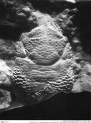 Historisches Foto von Tuberosagalathea neojurensis (Patrulius, 1959) (NHMW-AFW-GEO-BACHMAYER-FOTO-1990-0041-0652)